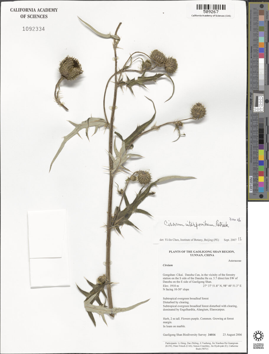 Cirsium interpositum