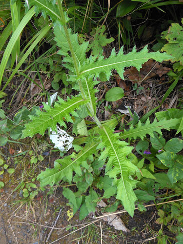 Cirsium maackii — photo
