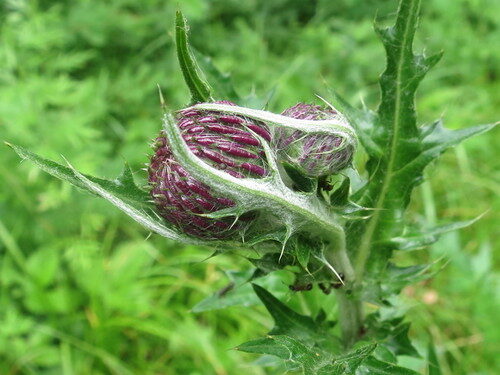 Cirsium maackii — photo