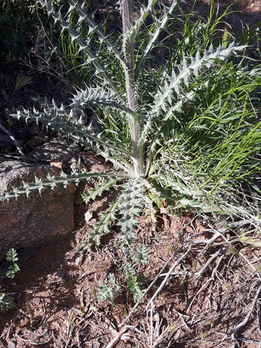 Cirsium neomexicanum (New Mexico thistle) — photo