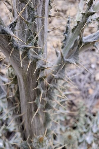 Cirsium neomexicanum (New Mexico thistle) — photo