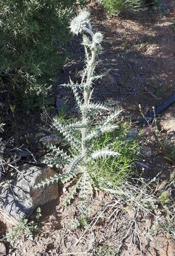 Cirsium neomexicanum