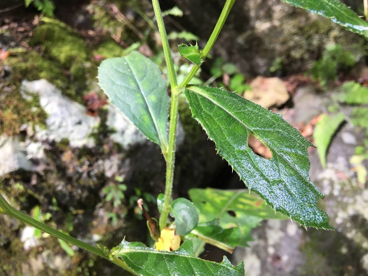 Cirsium nipponicum var. incomptum — photo