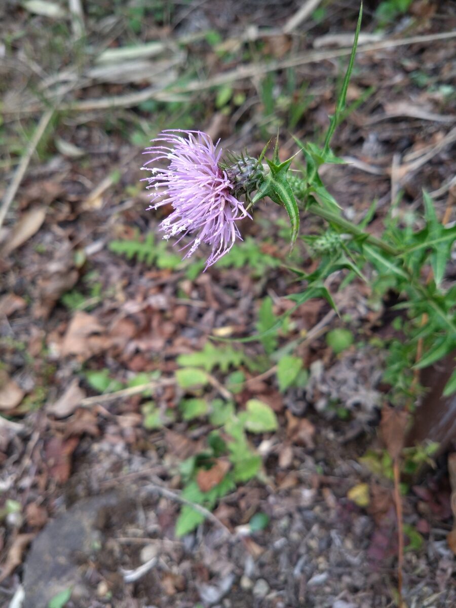 Cirsium nipponicum var. incomptum — photo
