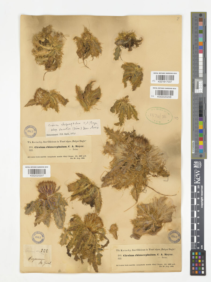 Cirsium rhizocephalum subsp. sinuatum — photo