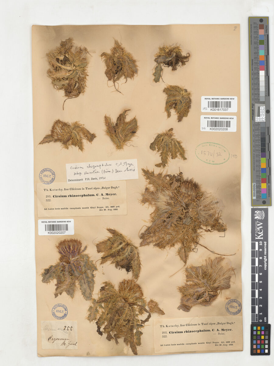 Cirsium rhizocephalum subsp. sinuatum