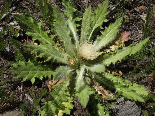 Cirsium scariosum (Meadow Thistle) — photo