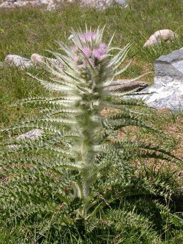 Cirsium scariosum (Meadow Thistle) — photo