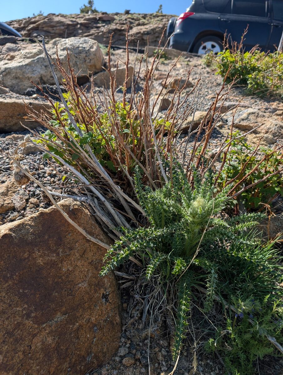 Cirsium scopulorum - (Greene.)Cockerell. (Mountain thistle) — photo
