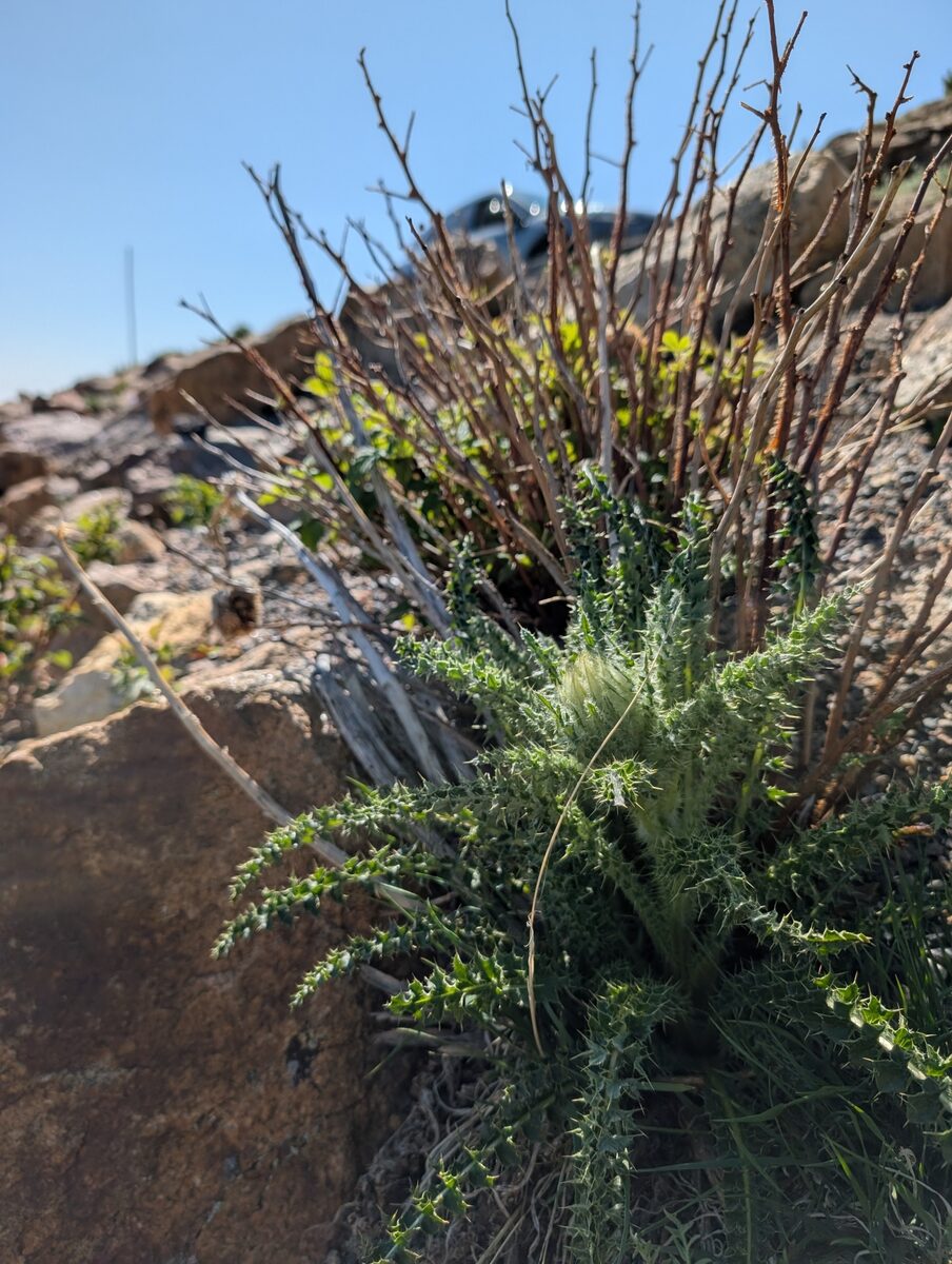 Cirsium scopulorum - (Greene.)Cockerell. (Mountain thistle) — photo