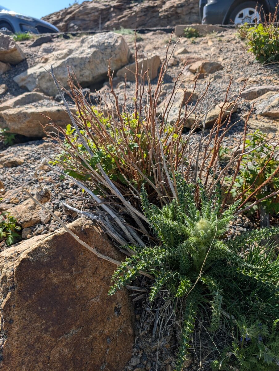 Cirsium scopulorum - (Greene.)Cockerell.