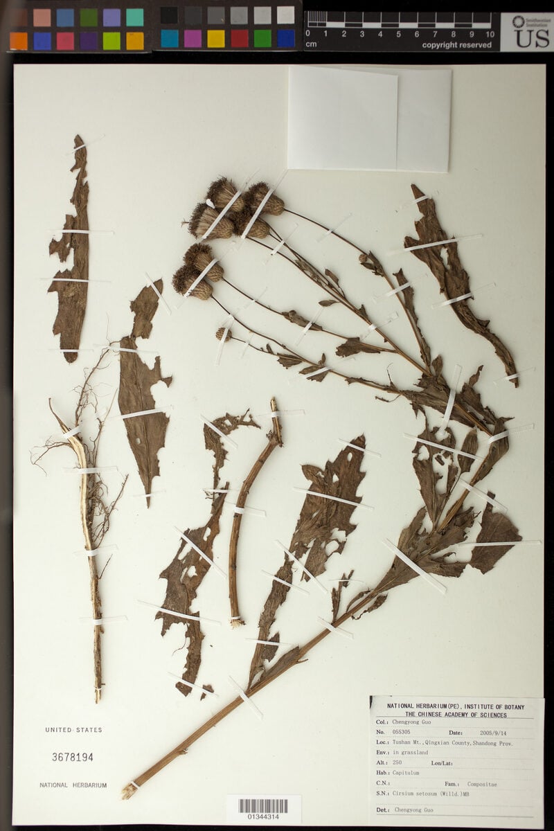 Cirsium setosum - (Willd.)M.Bieb.