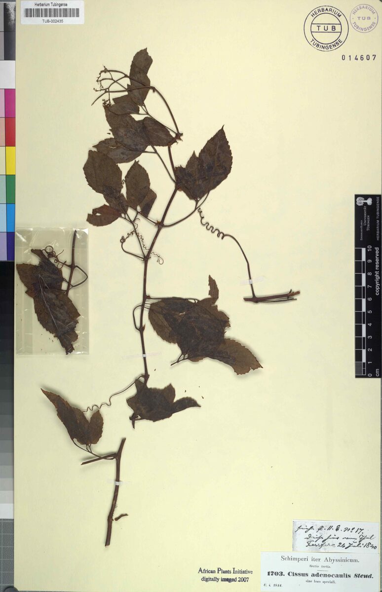 Cissus adenocaulis — photo