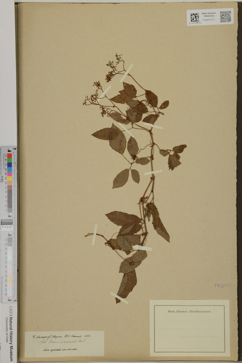 Cissus adenocaulis