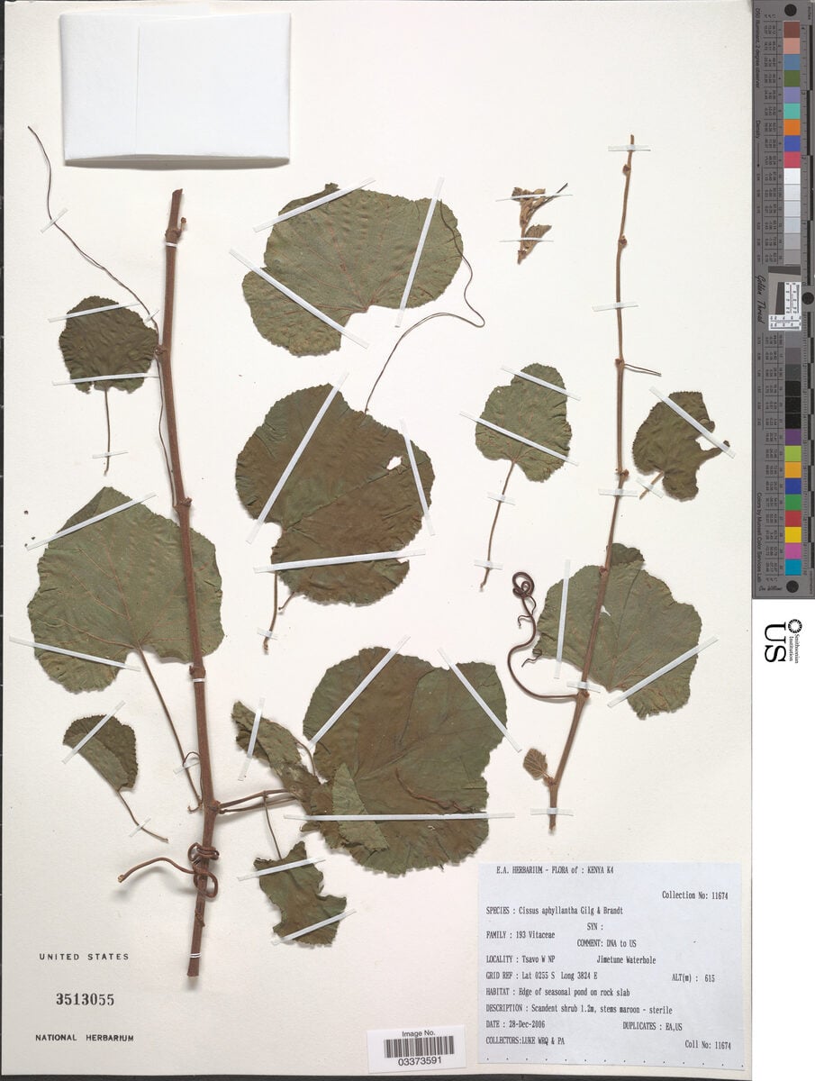 Cissus aphyllantha — photo