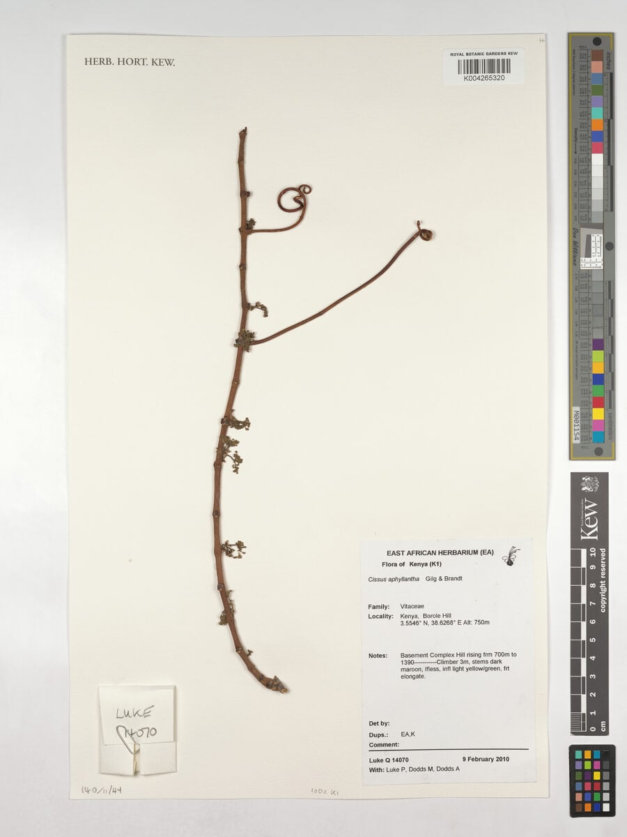 Cissus aphyllantha