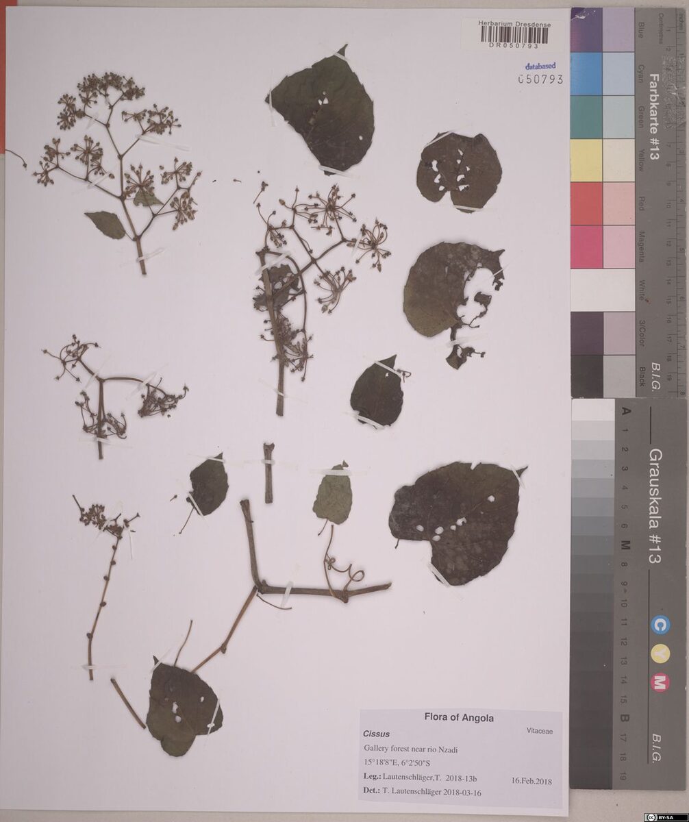 Cissus arguta (Mpata moko) — photo