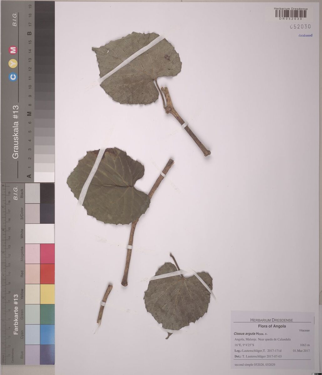 Cissus arguta (Mpata moko) — photo