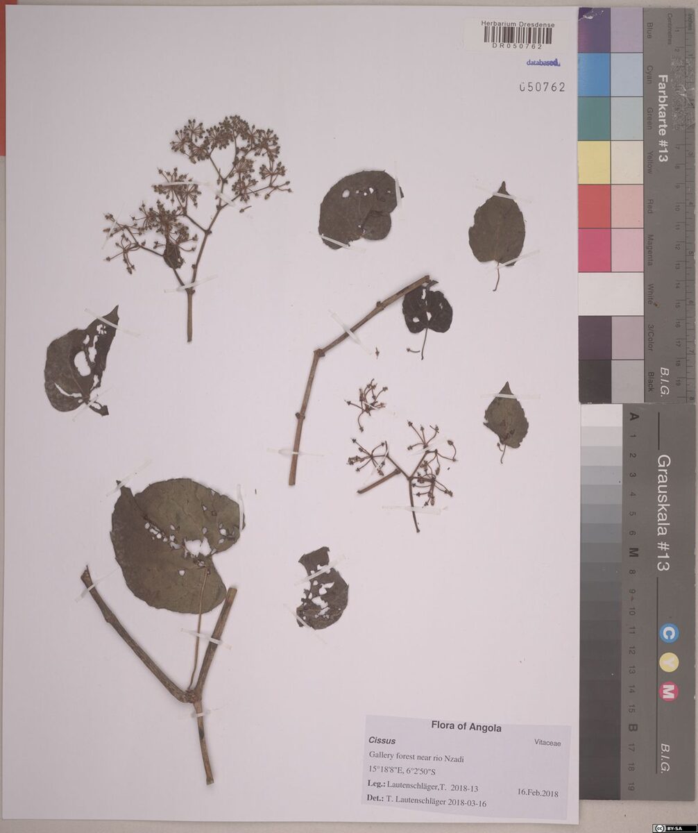 Cissus arguta