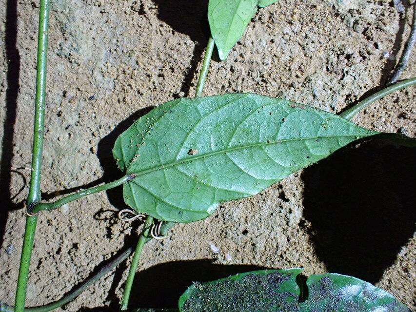 Cissus barteri — photo