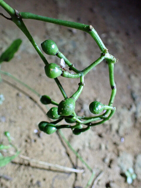 Cissus barteri — photo