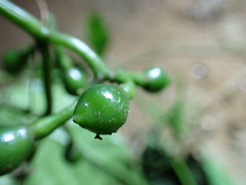 Cissus barteri