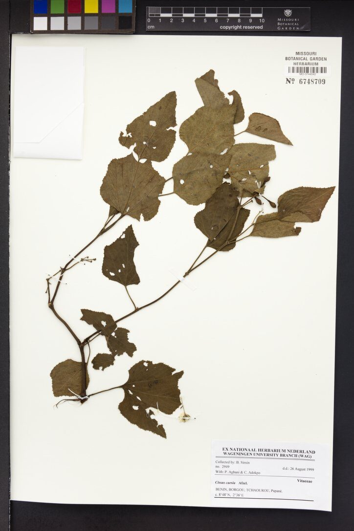 Cissus caesia (Country grapes) — photo