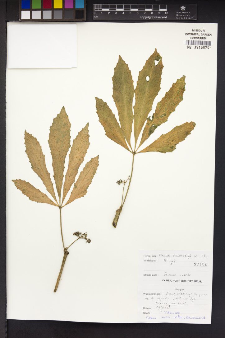 Cissus caesia (Country grapes) — photo