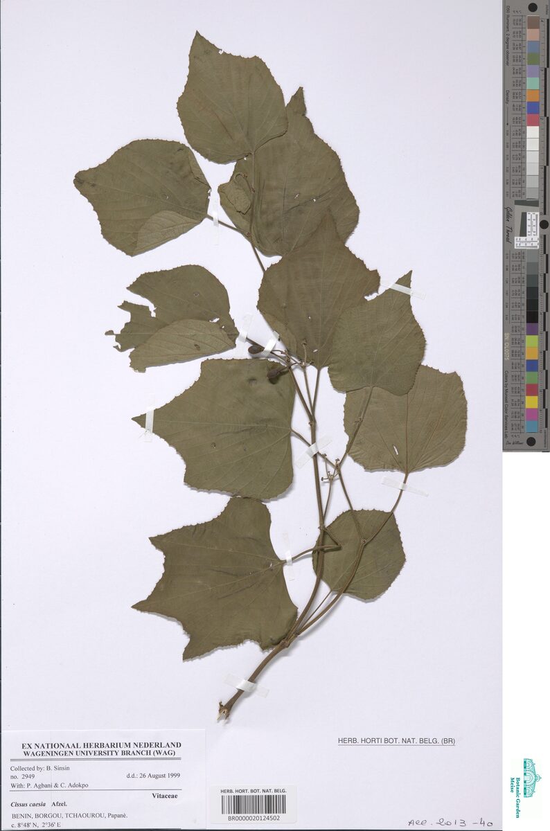 Cissus caesia