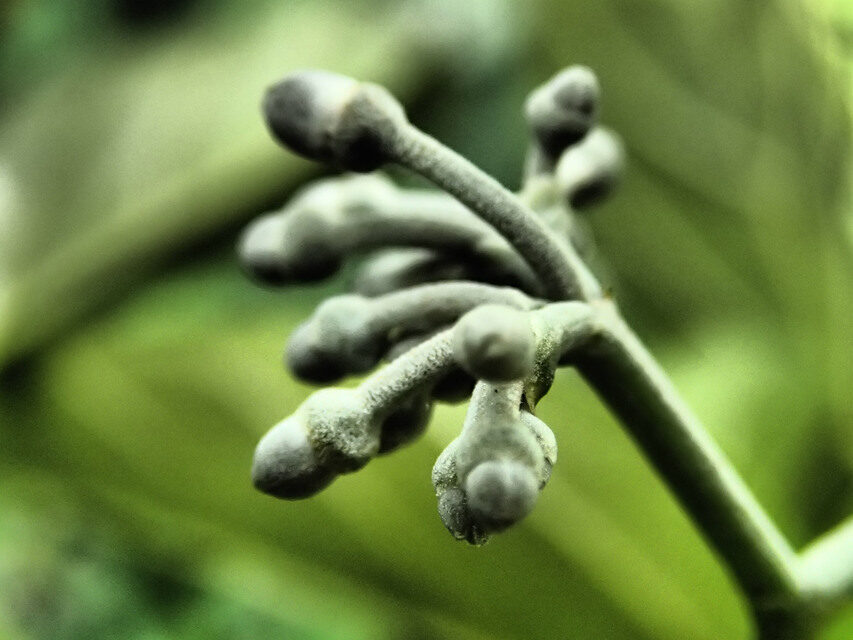 Cissus dinklagei — photo