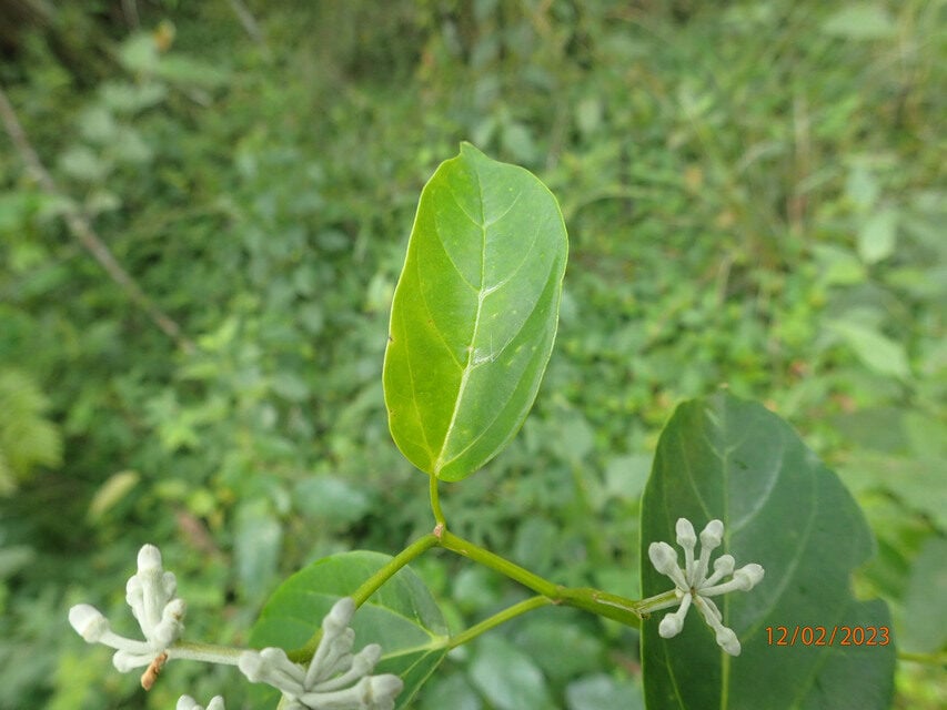 Cissus dinklagei — photo
