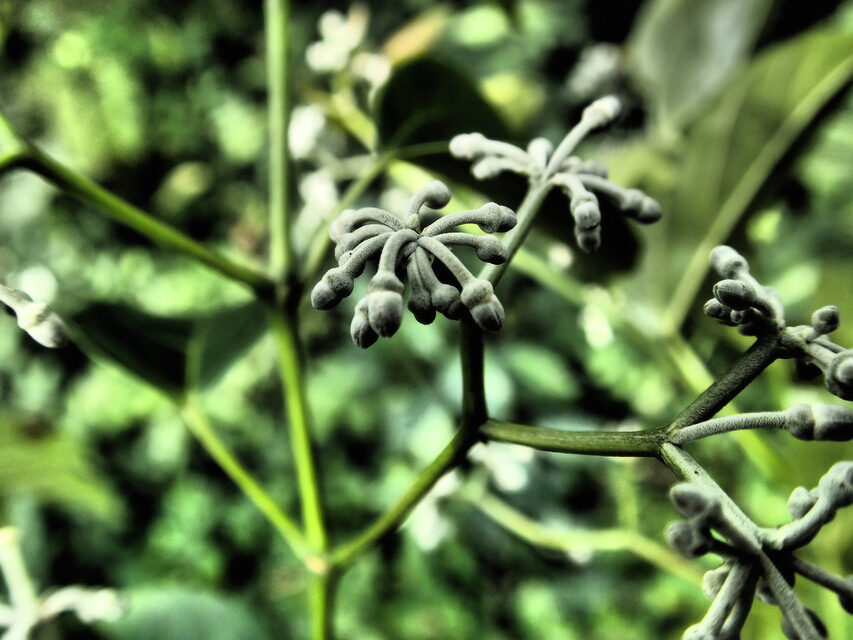 Cissus dinklagei