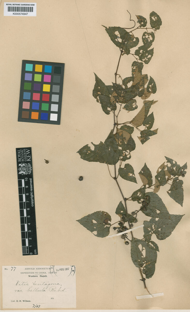 Cissus pentagona (Sona-tola) — photo