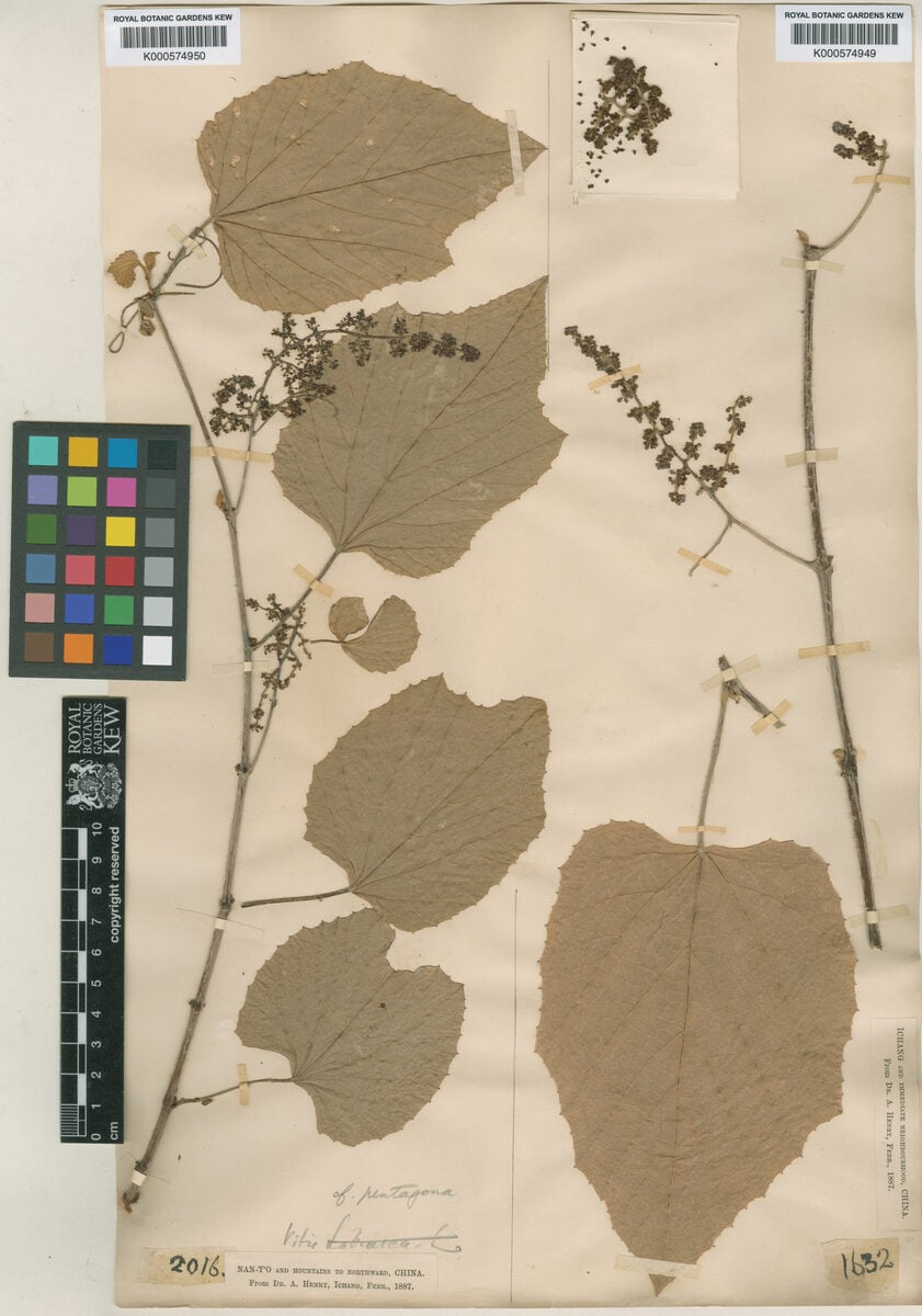 Cissus pentagona (Sona-tola) — photo