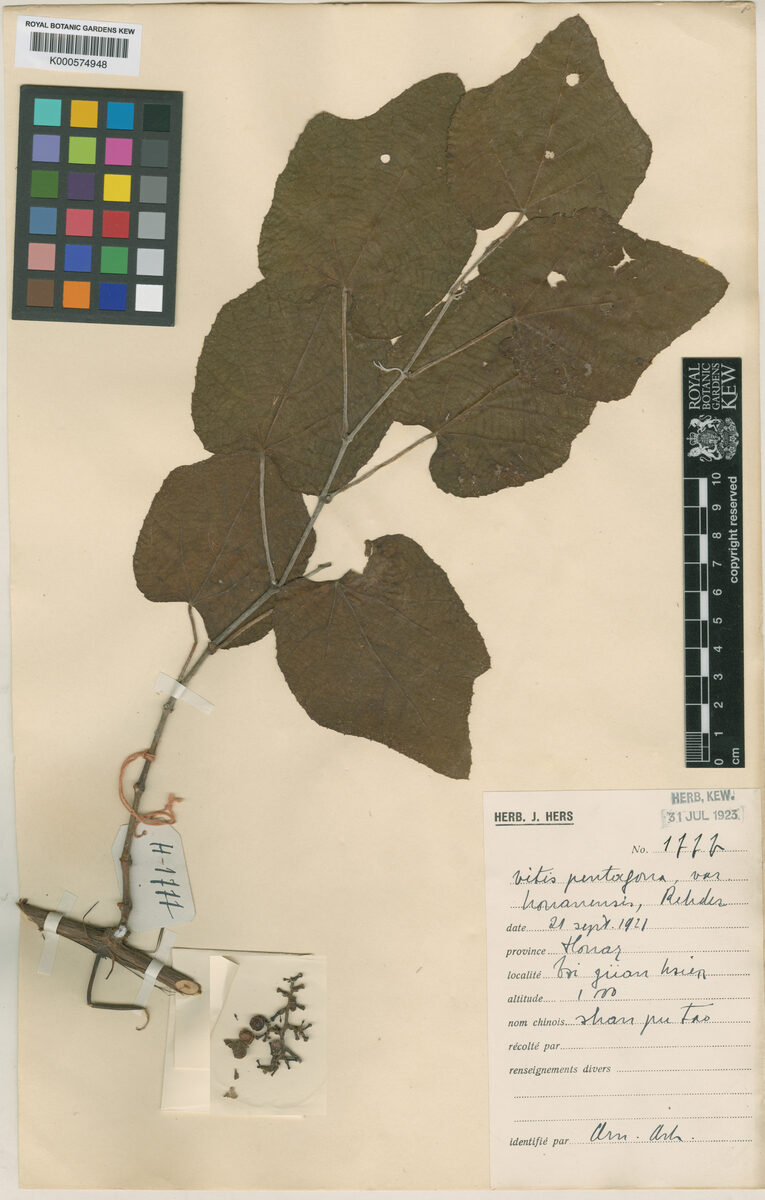 Cissus pentagona