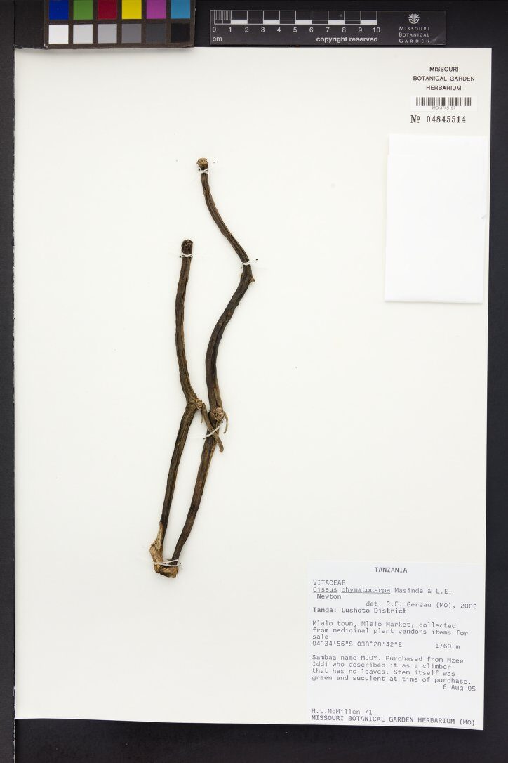Cissus phymatocarpa — photo
