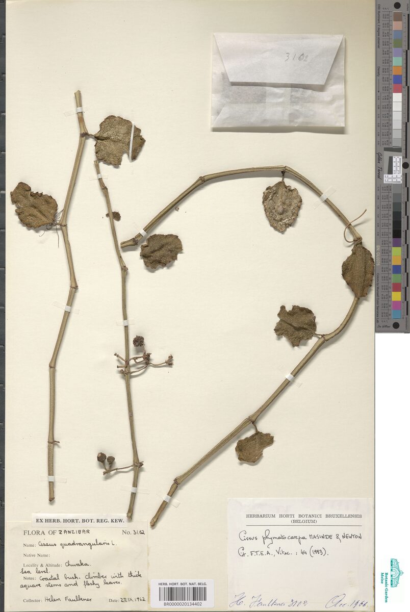 Cissus phymatocarpa — photo