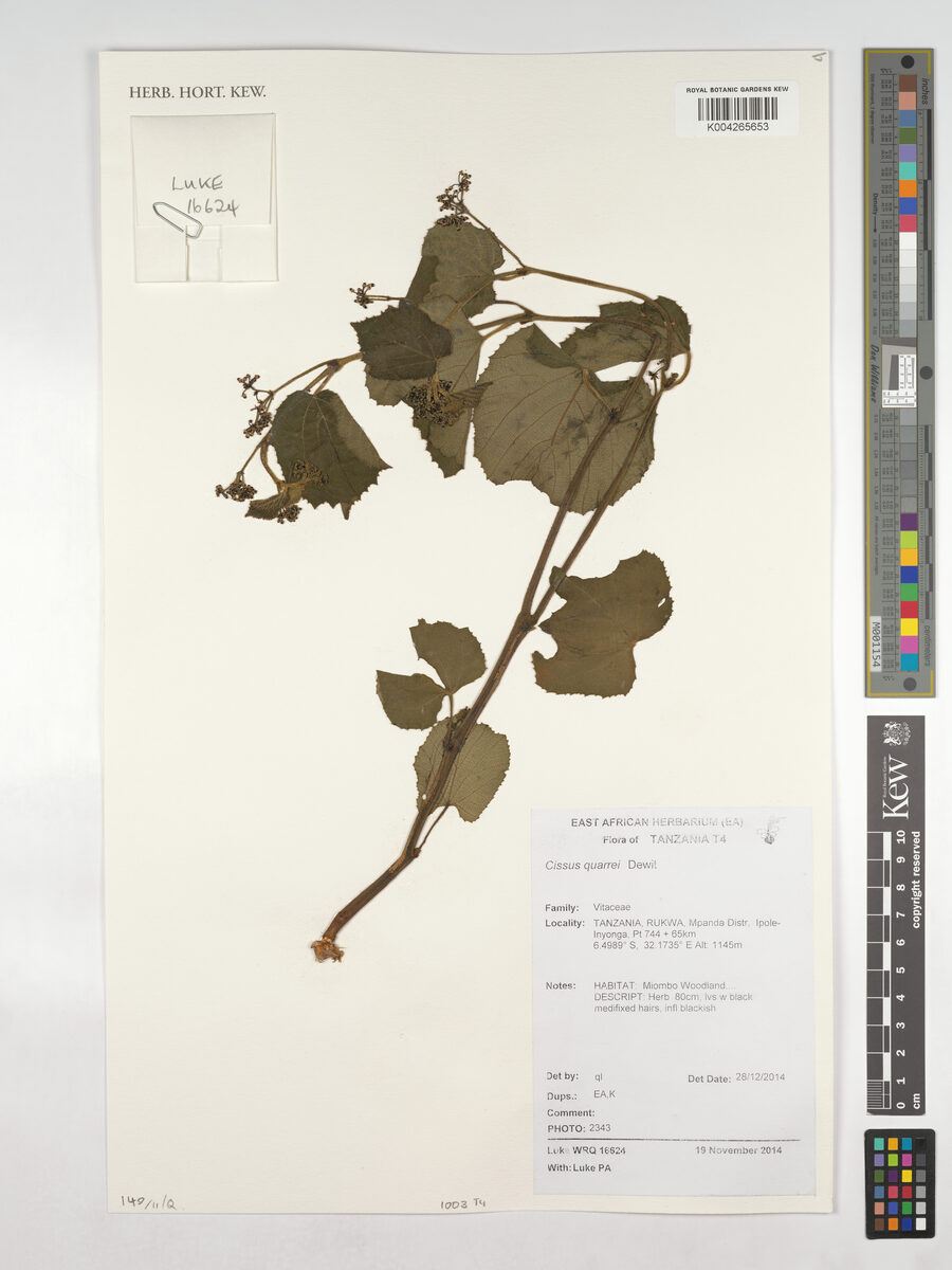 Cissus quarrei — photo