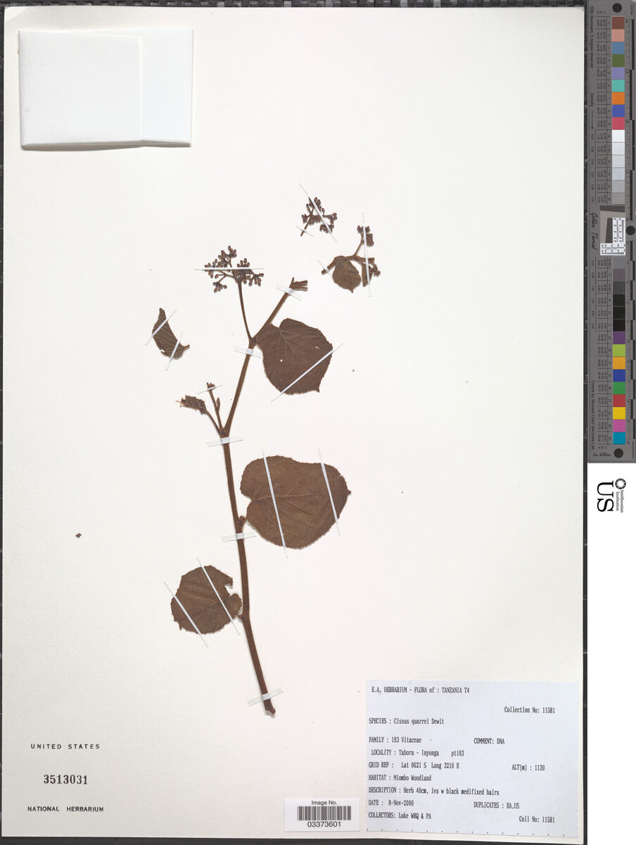 Cissus quarrei — photo