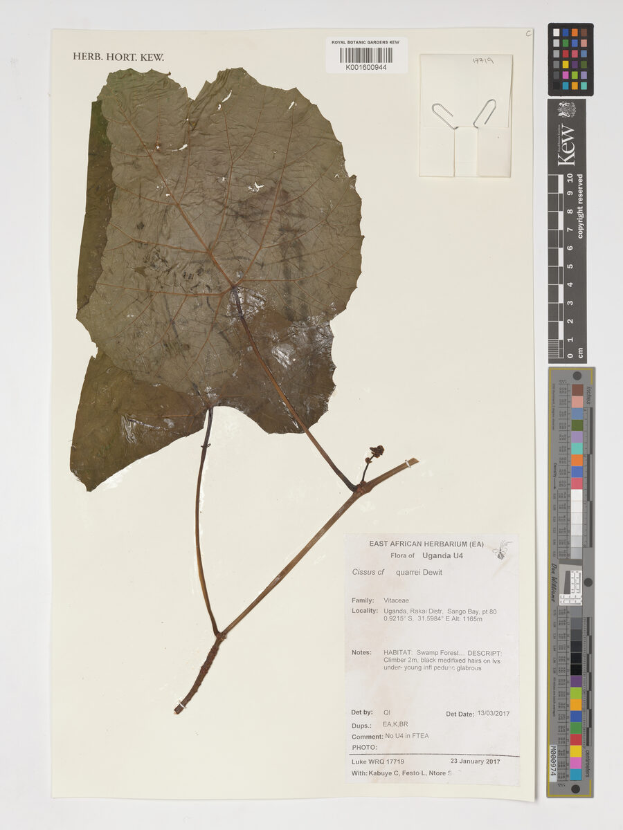 Cissus quarrei