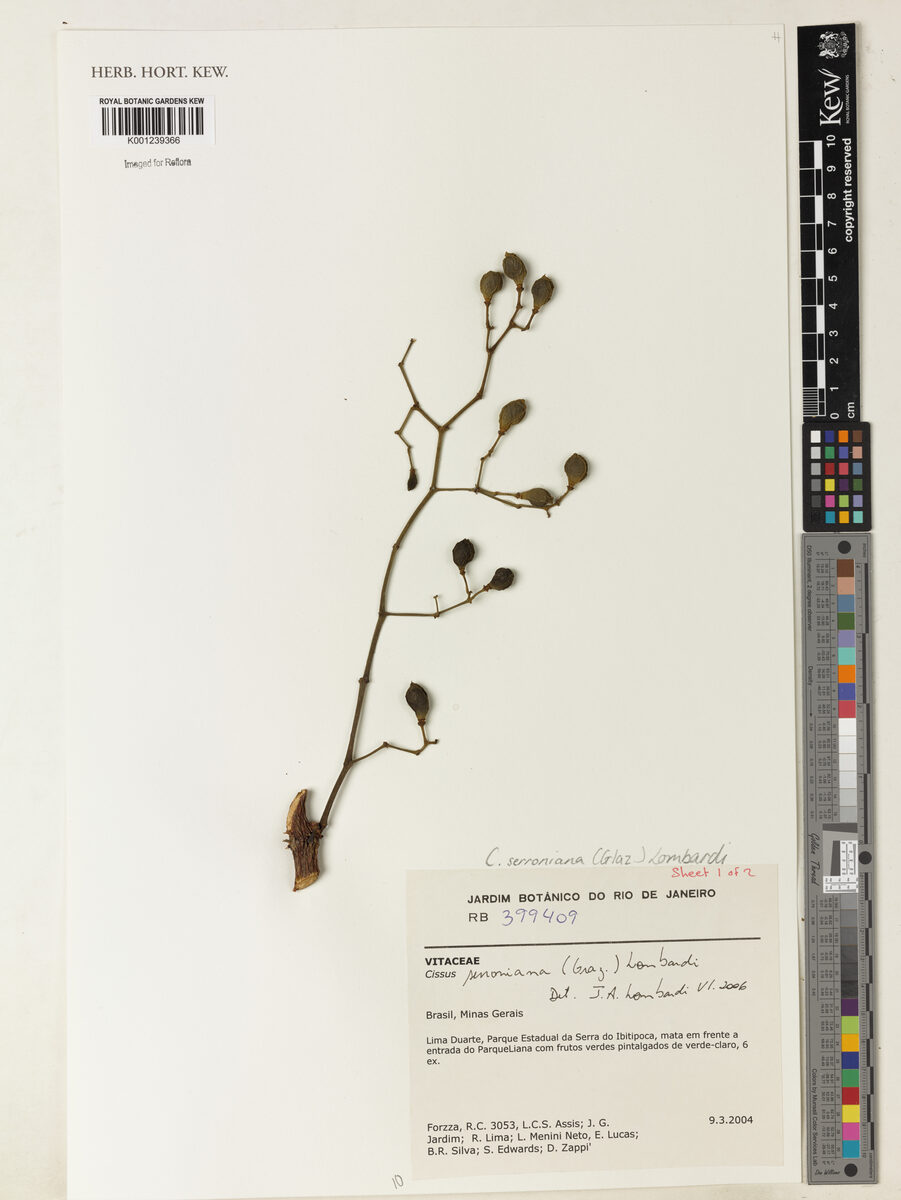 Cissus serroniana