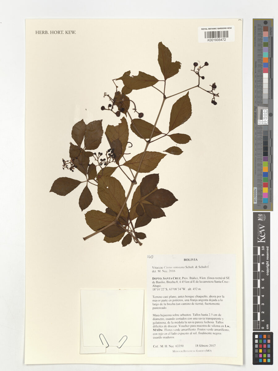 Cissus simsiana (Five-leaf mato grape) — photo