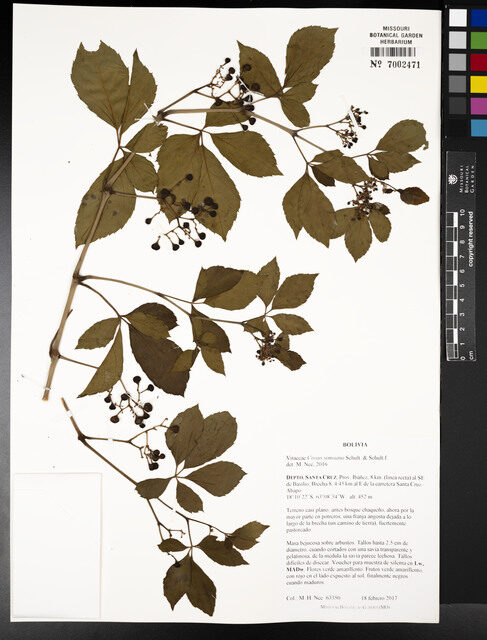 Cissus simsiana