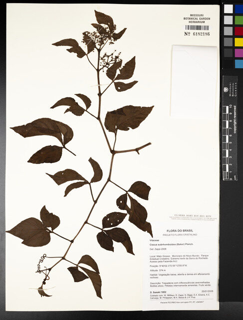 Cissus subrhomboidea — photo