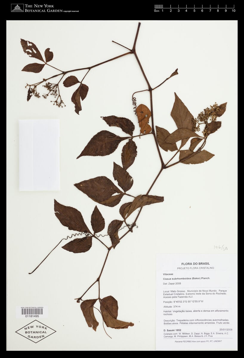 Cissus subrhomboidea — photo