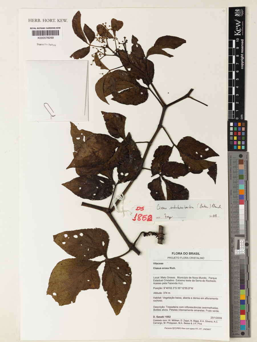 Cissus subrhomboidea