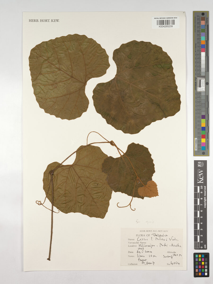 Cissus trothae — photo