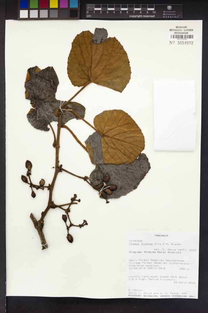 Cissus trothae — photo