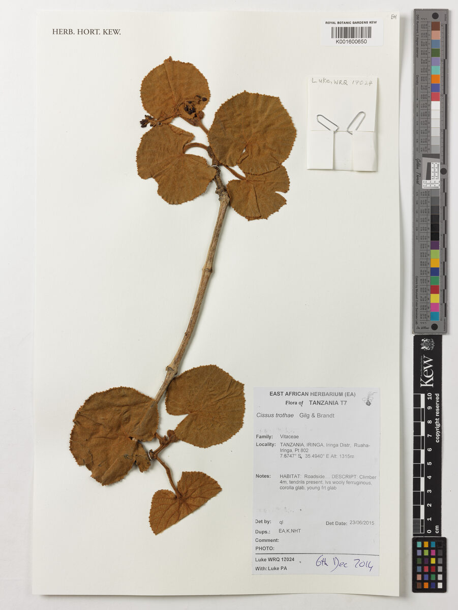 Cissus trothae