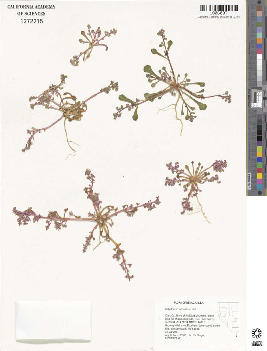Cistanthe monandra (Common Pussypaws) — photo